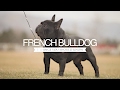 FRENCH BULLDOG FIVE THINGS YOU SHOULD KNOW の動画、YouTube動画。