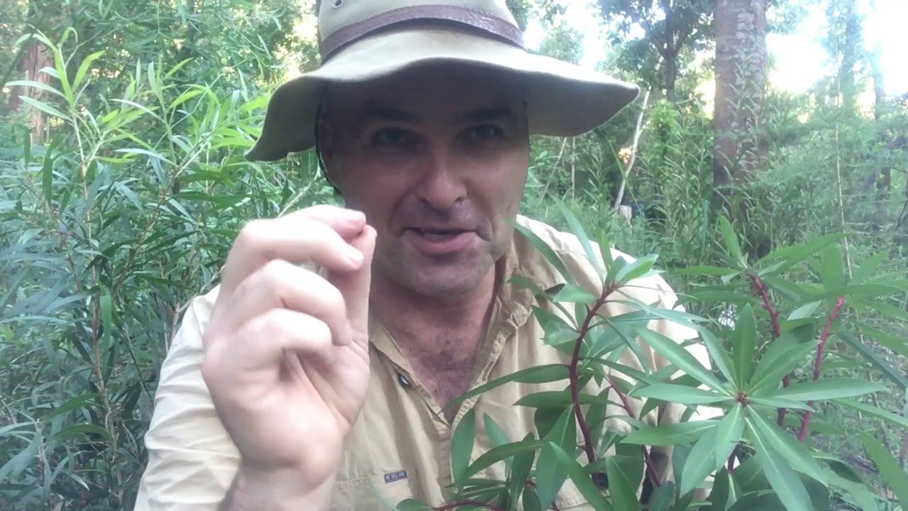 Pepper Tree/ Native Pepper/ Mountain Pepper (Tasmannia lanceolata ...