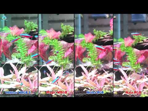 Video So sánh ánh sáng đèn Chihiros WRGB2 - Magic Point -... - youtube