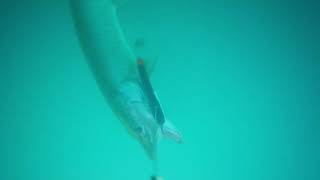 Underwater Video Catching a Detroit River Musky on a Bondy Bait