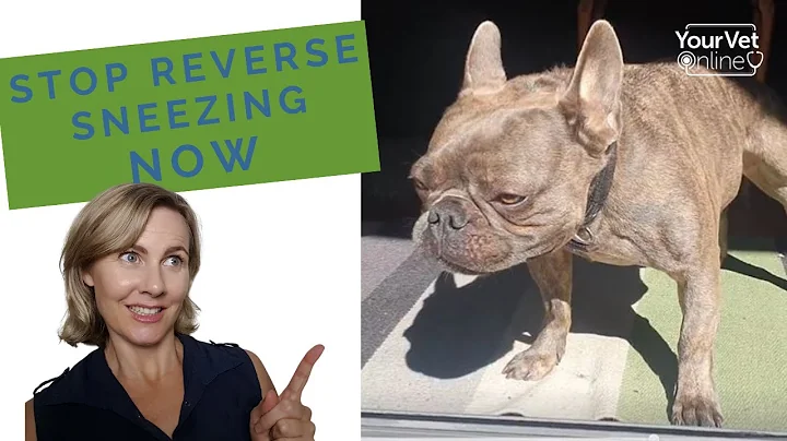 Hunde-umgekehrtes Niesen: Ursachen erkennen und verhindern