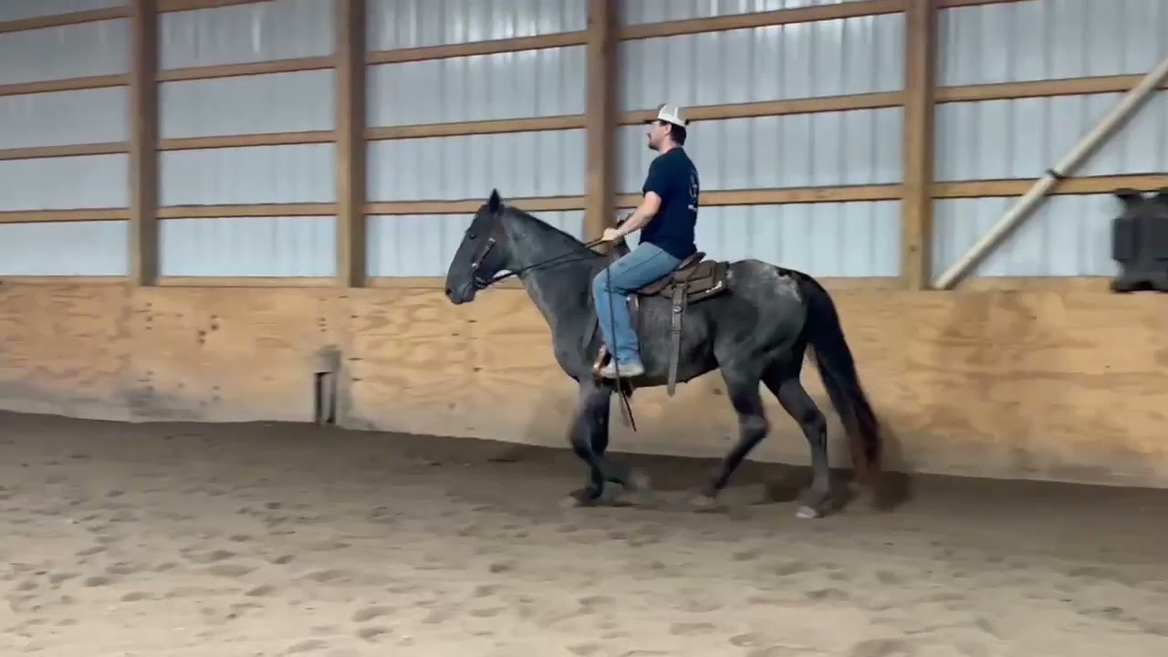 Blue Jeans - Platinum Equine Auction