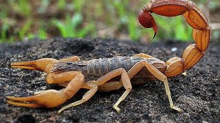 Türkiye'nin En Zehirli Akrepleri. Bu Akrep i Görürseniz Hemen Kaçın