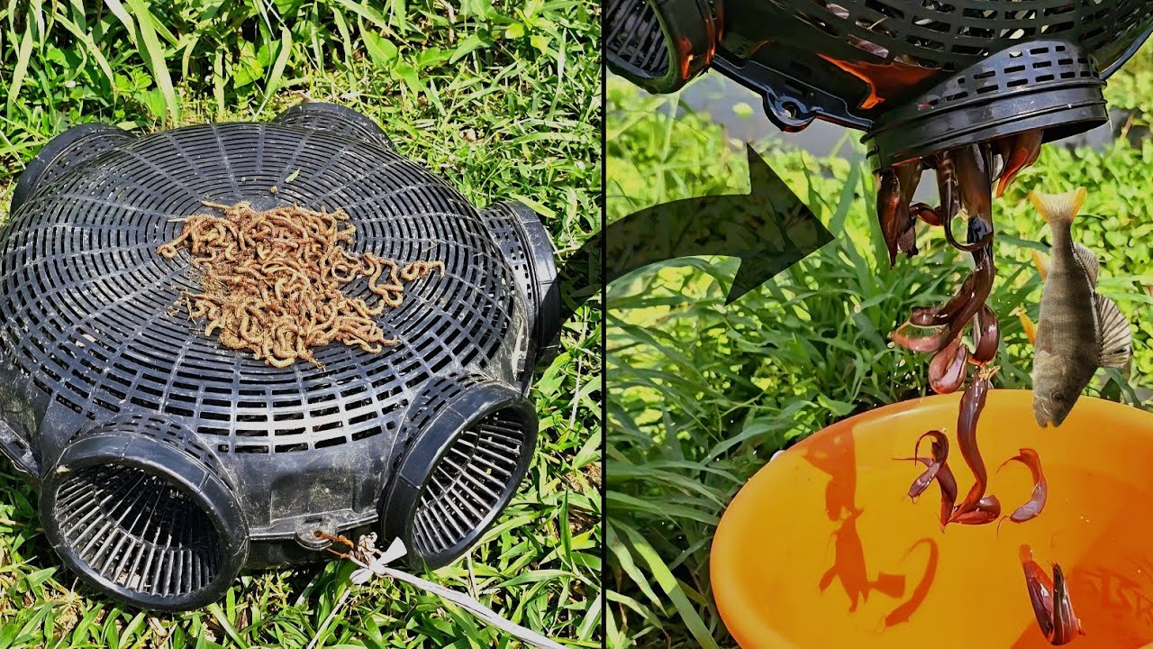 Amazing Village Eel & Fish Trap with Worms | Traditional Fishing Method | My Village Fishing Life 