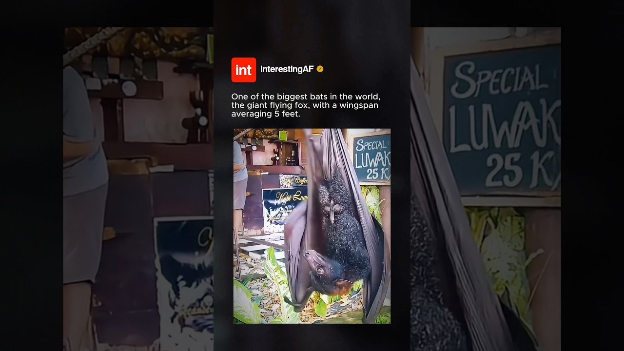 The Worlds BIGGEST Bat! 🦇