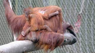 Download Lagu Awesome Mother Orangutan And Her Adorable Baby ! #babyorangutan MP3