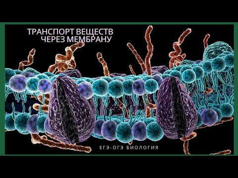 Транспорт веществ через мембрану. ЕГЭ -ОГЭ биология