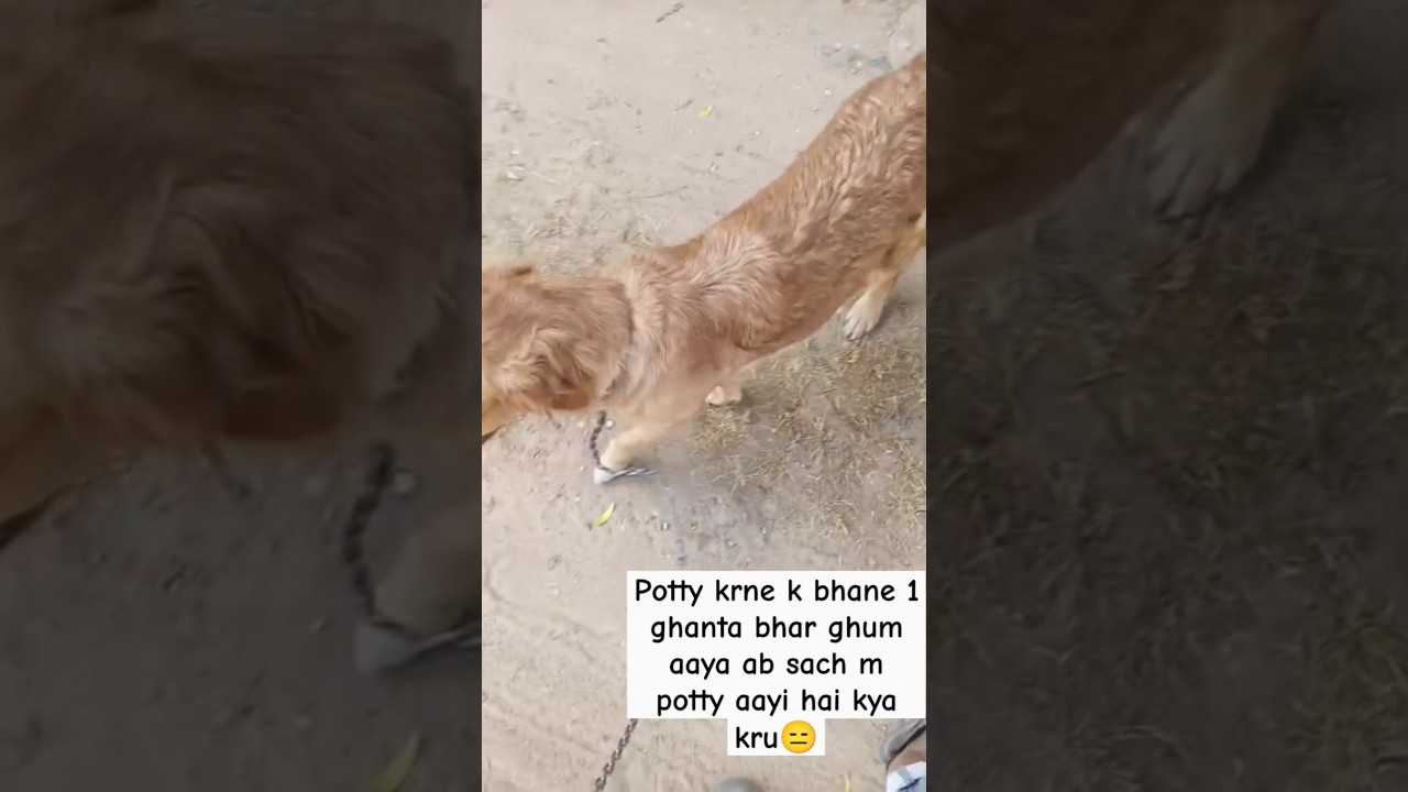 ab sach m potty aayi h kyabkru😑 