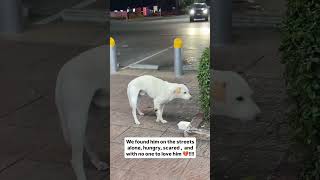 Every subscriber and donations saves life in our shelter 🙏