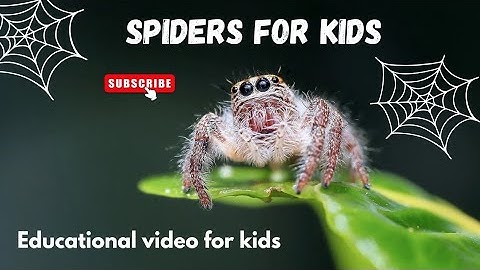 Spiders for kids | Learn all about these amazing arachnid