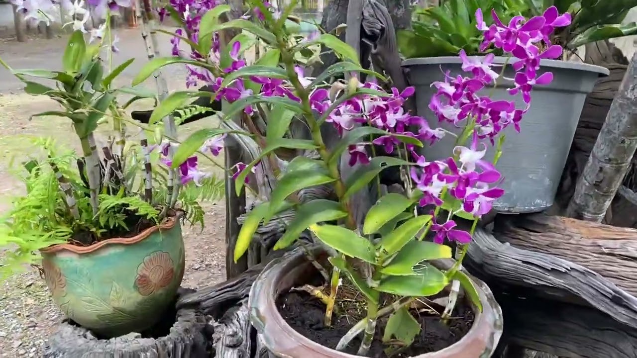 ปลูกกล้วยไม้ในกระถาง สวยงามตลอดปี