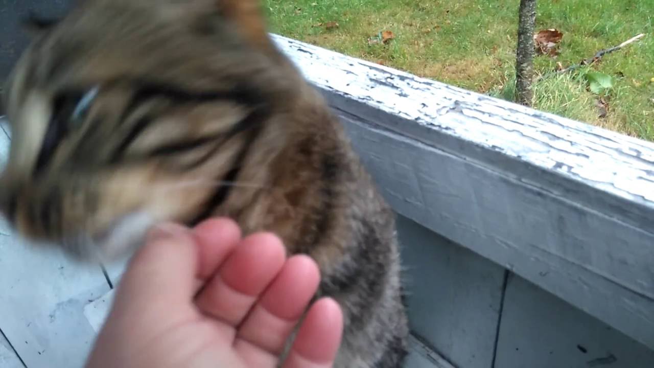 Malik og Oskar hygger ved det gamle legehus. Skals ådal.