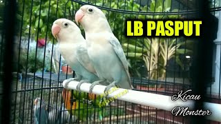 Lovebird PASTEL PUTIH
