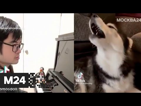 В TikTok набрал популярность австралиец, играющий на фортепиано вместе с животными - Москва 24