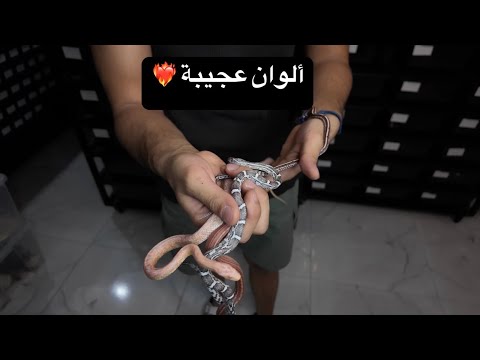 طريقة الاهتمام في الكورن سنيك و معلومات عامة ثعبان الذرة