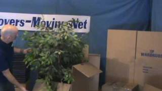 Packing Fake Plants During A Move - Movers-Moving.NET by moversmoving 7,360 views 14 years ago 1 minute, 24 seconds