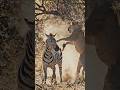 zebra and loin#animalplanet #cheetahchase #dronefootage #wildlife