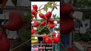 जंगली बादाम का दुर्लभ पेड़ । वियतनाम में इस पेड़ का रस पीते हैं । Sterculia Foetida