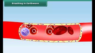 Breathing in Earthworm