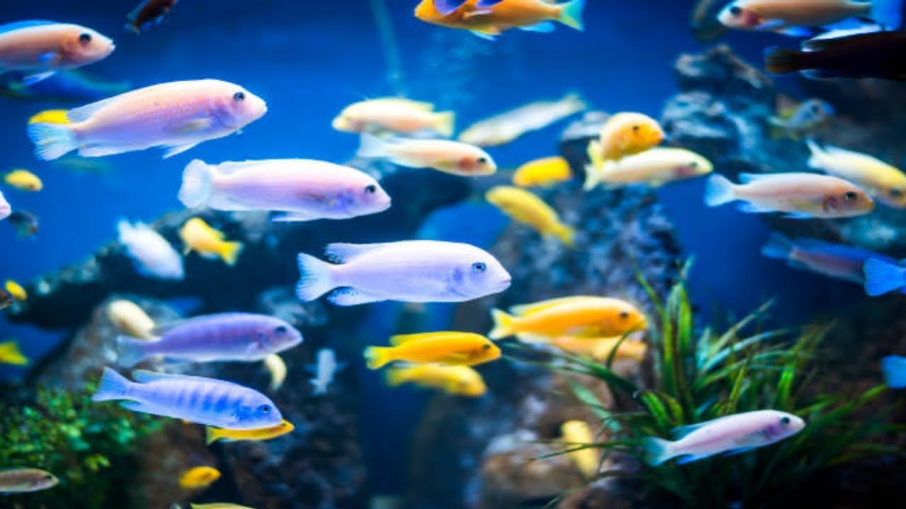 Thiruvananthapuram Museum Aquarium/ അക്വാറിയത്തിലെ മനോഹരമായ കാഴ്ചക