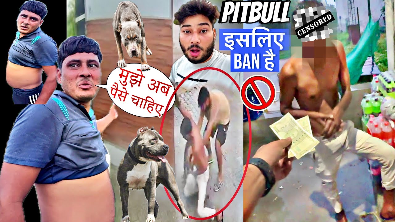 ⚠️ आज तो Pitbull की वजह से मोटा कलेश हो गया 😑 My DOG Attacked a Stranger Once Again !! 😡