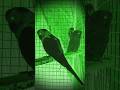 short' s #bird #youtubeshorts