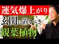 【効果別】運気爆上げ！玄関に置きたい観葉植物7選