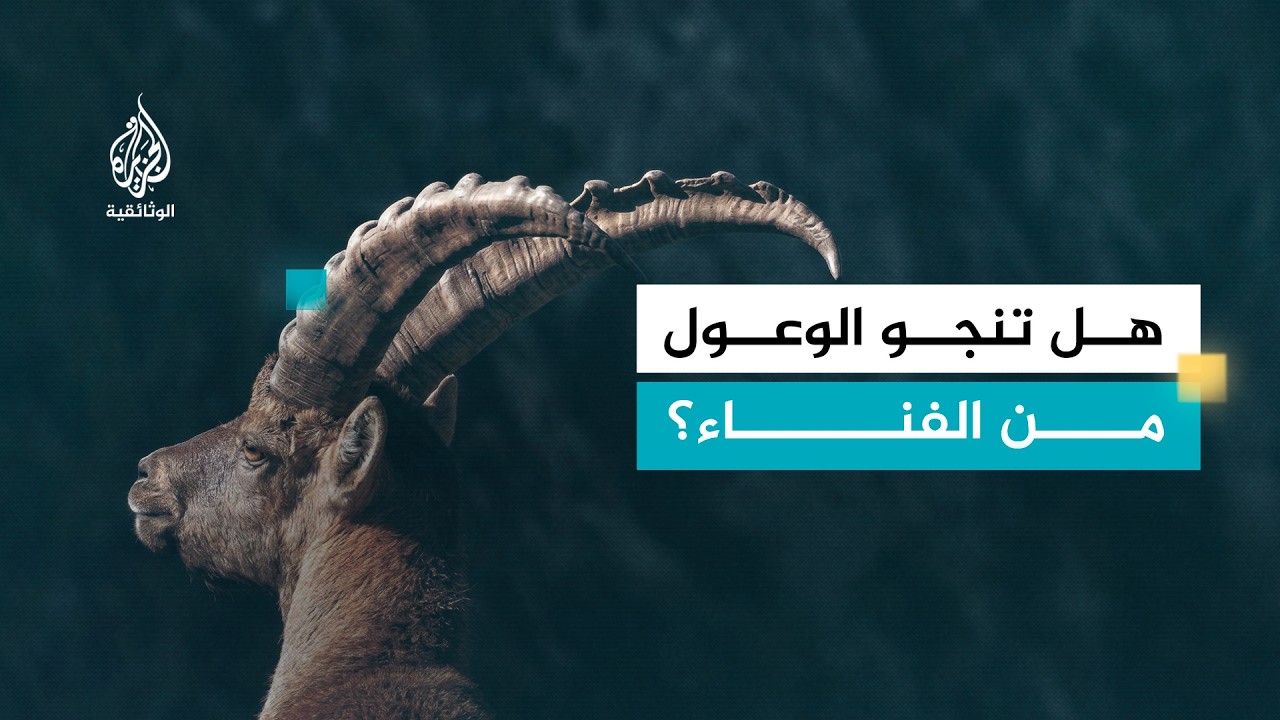وعول الألب.. صراع البقاء في البرية