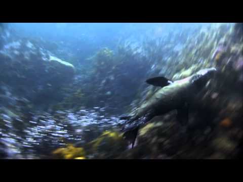 Deadly Instinct: Great White Sharks