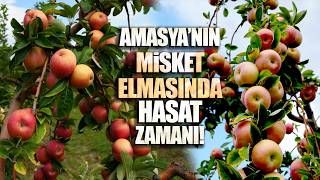2 Bin Yıllık Lezzet: Amasya Misket Elmasının Hasadı Başladı
