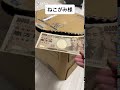 <速報>ねこがみ様が痛恨のミスをなされました【#Shorts】