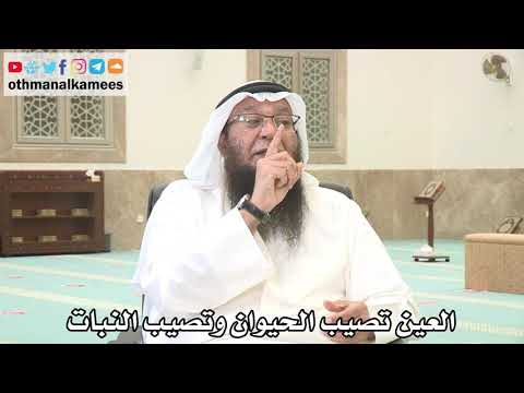 155 - العين تصيب الحيوان وتصيب النبات أيضاً - عثمان الخميس - بدر الفيلكاوي