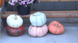 What to do and not to do when disposing of leftover pumpkins