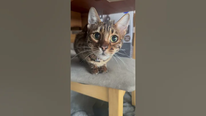 Watch the video about Adorable Bengal kittens!! #bengalcat #kitten #snowbengal #cutecat #kidsvideo