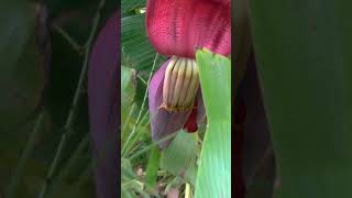 Where Do Bananas Come From How Do Bananas Grow thailand banana nature