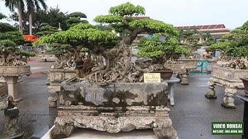 VD : TRIỂN LÃM BẮC NINH - ĐÓN CHÀO CÁC TP QUÝ CỦA CÁC NHÀ VƯỜN ĐẾN THAM DỰ.