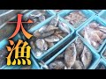 【底引網漁】本日も大漁...！？量と値は比例するのか...