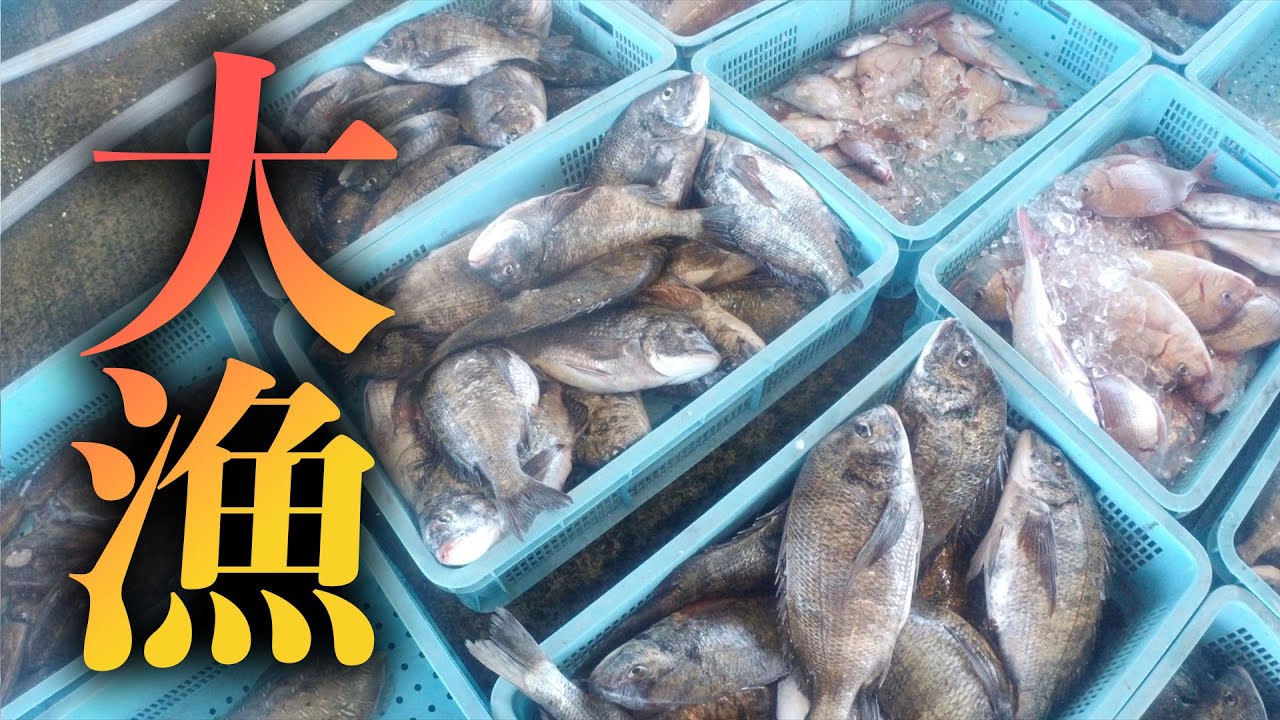 【底引網漁】本日も大漁...！？量と値は比例するのか...
