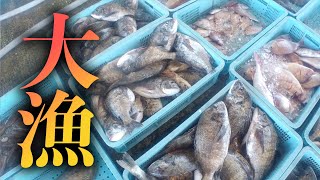 【底引網漁】本日も大漁...！？量と値は比例するのか...