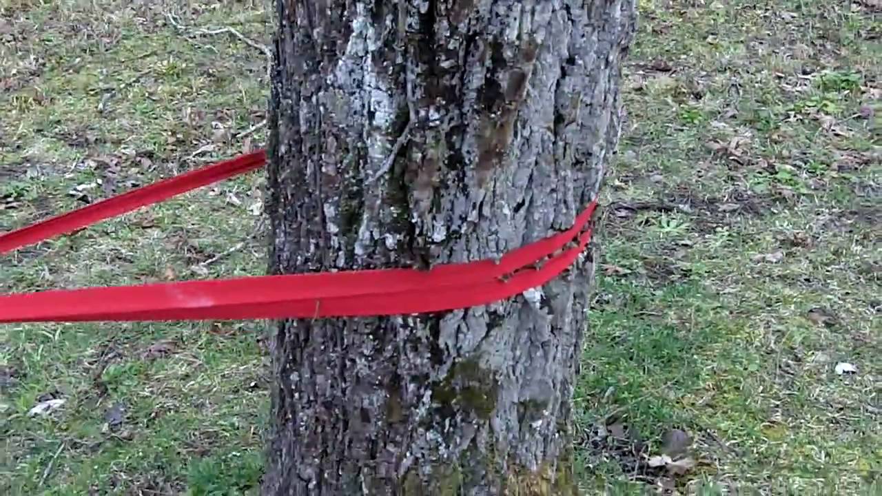 Tree Anchor Test YouTube