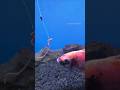 How Tilapia Fish Eat Fishing Bait #shorts #fishing #tutorial