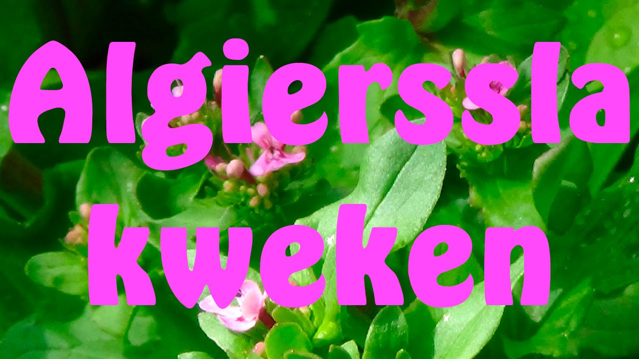 Algierssla kweken