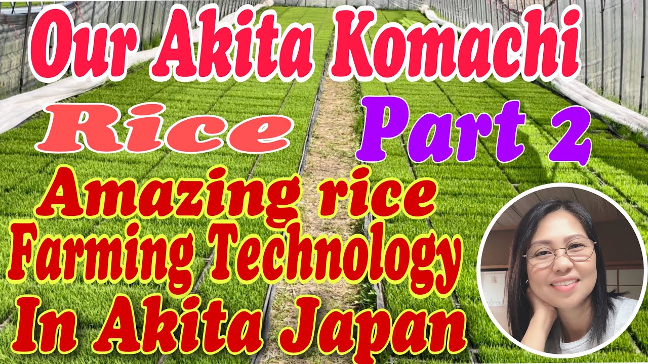 How do we produce our Akita Komachi Rice|Amazing Rice Planting ...