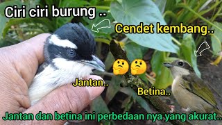 Download Lagu Cara Membedakan Cendet Kembang Jantan dan Betina ini Perbedaan nya Yang Akurat..!!🐦🐦2022 MP3