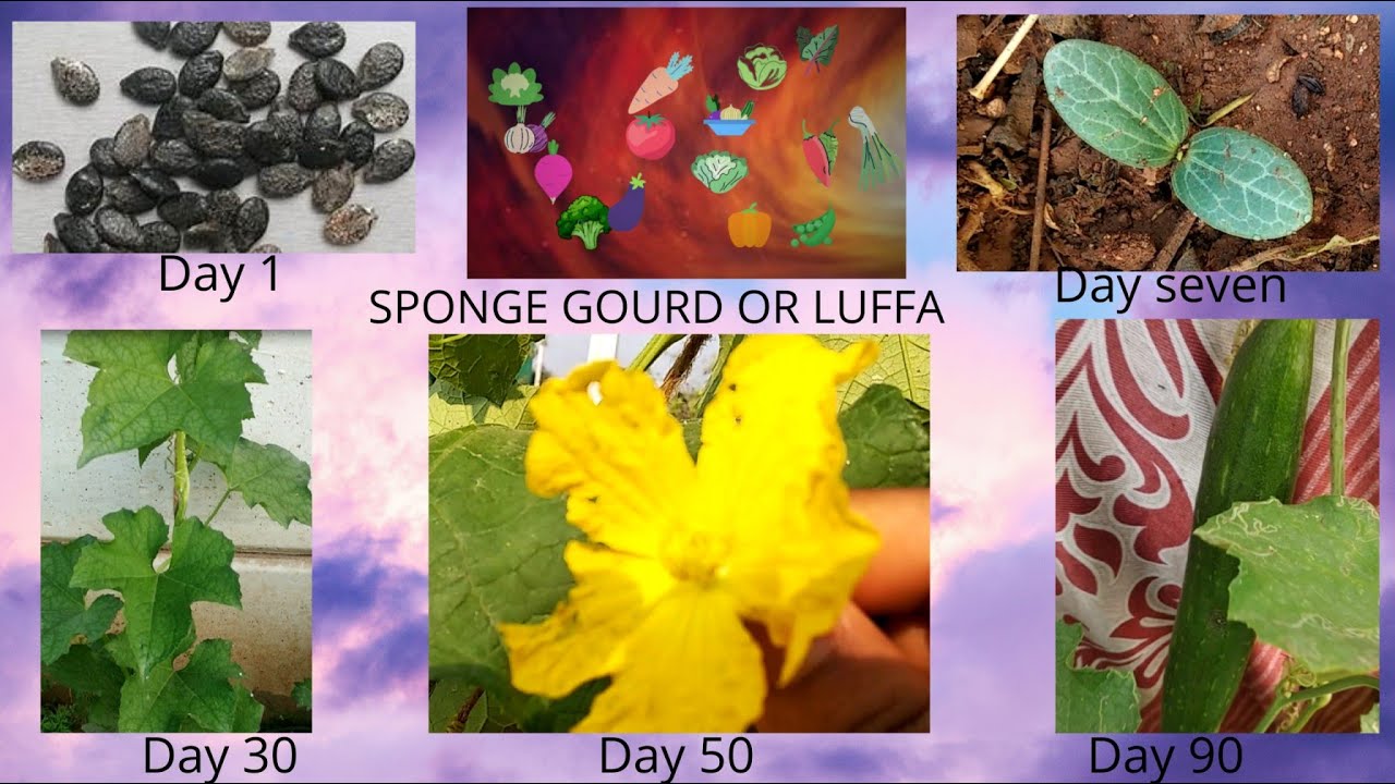 How to grow sponge gourd at home | sponge gourd plant from seed to harvest | 90 days update