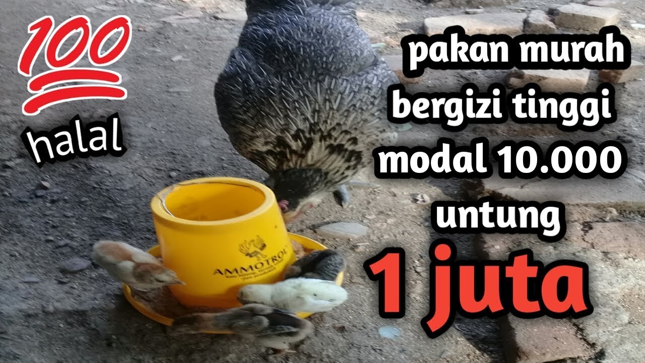 #cara beternak ayam kampung asli-jenis pakan murah baik