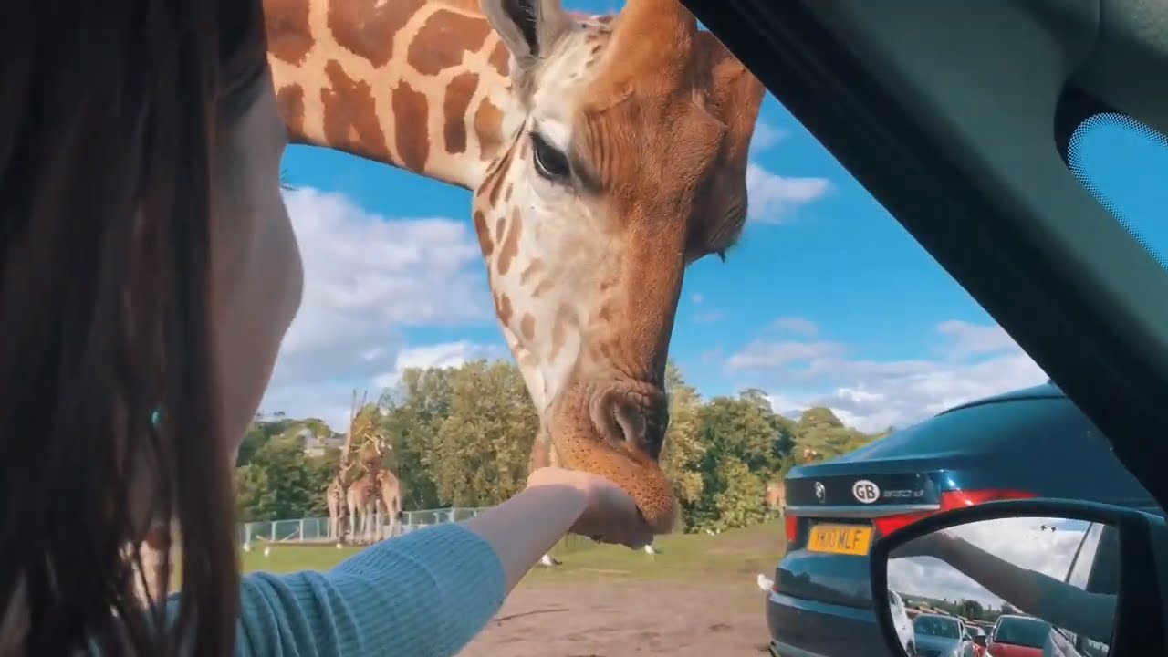 West Midland Safari Park 22.08.2020 - YouTube