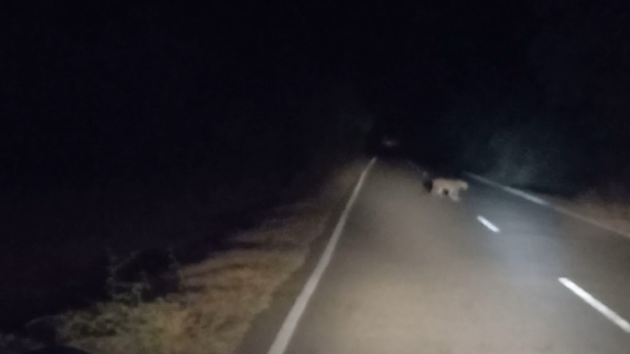 Tiger near the galge 