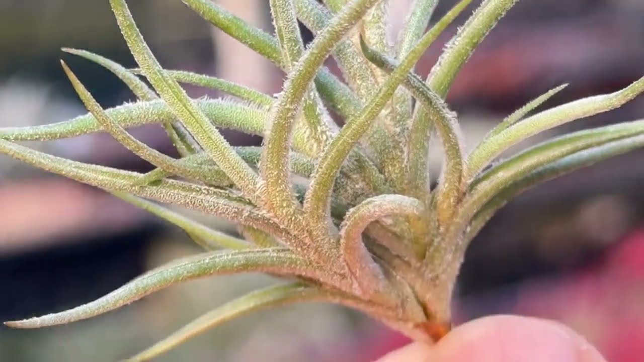 チランジア バンデンシス Tillandsia bandensis ＠フラワーショップ江口＊鹿児島県出水市 エアプランツ専門店 ティランジア エアープランツ