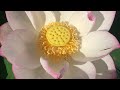 Sacred Lotus - Nelumbo nucifera